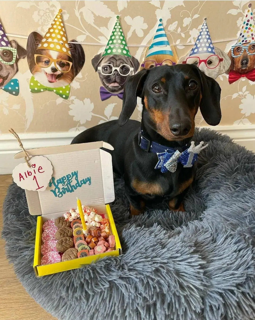 Narozeninový box s pamlsky pro psy