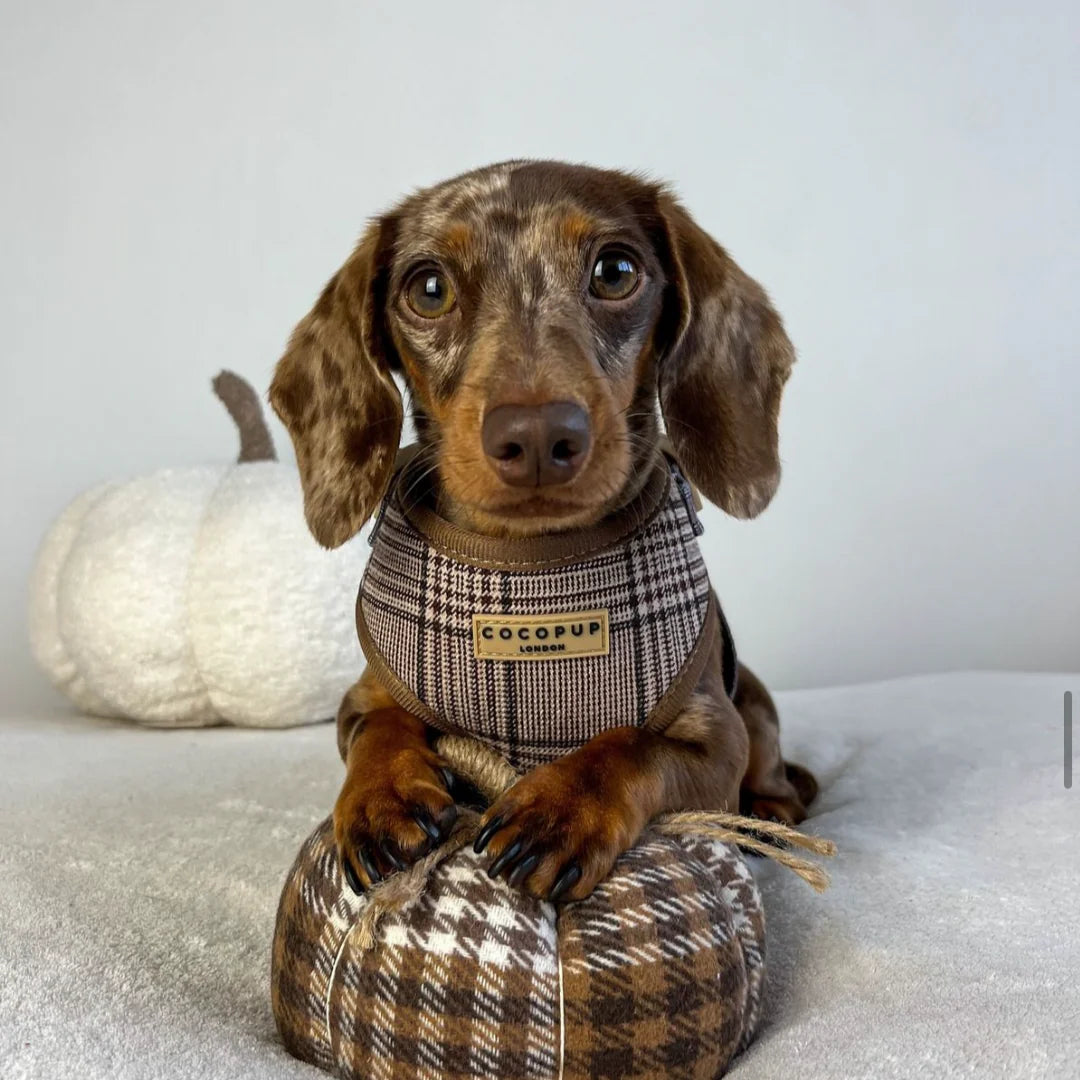 Postroj Pup Plaid
