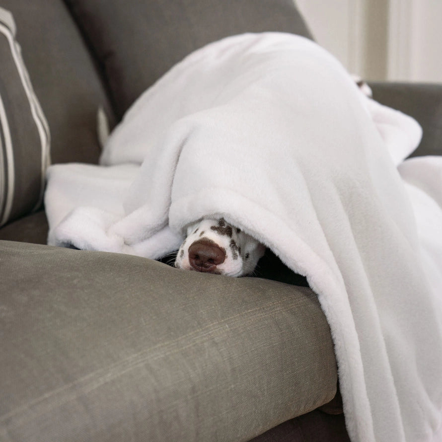 Uklidňující deka pro psy a štěňata – krémová