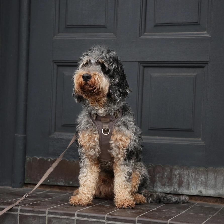 Aktivní postroj pro psa Elma – Taupe