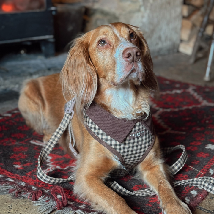 Postroj Cotswolds Check s nastavitelným obvodem krku