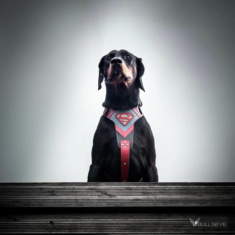 Kožený postroj pro psy Superdog