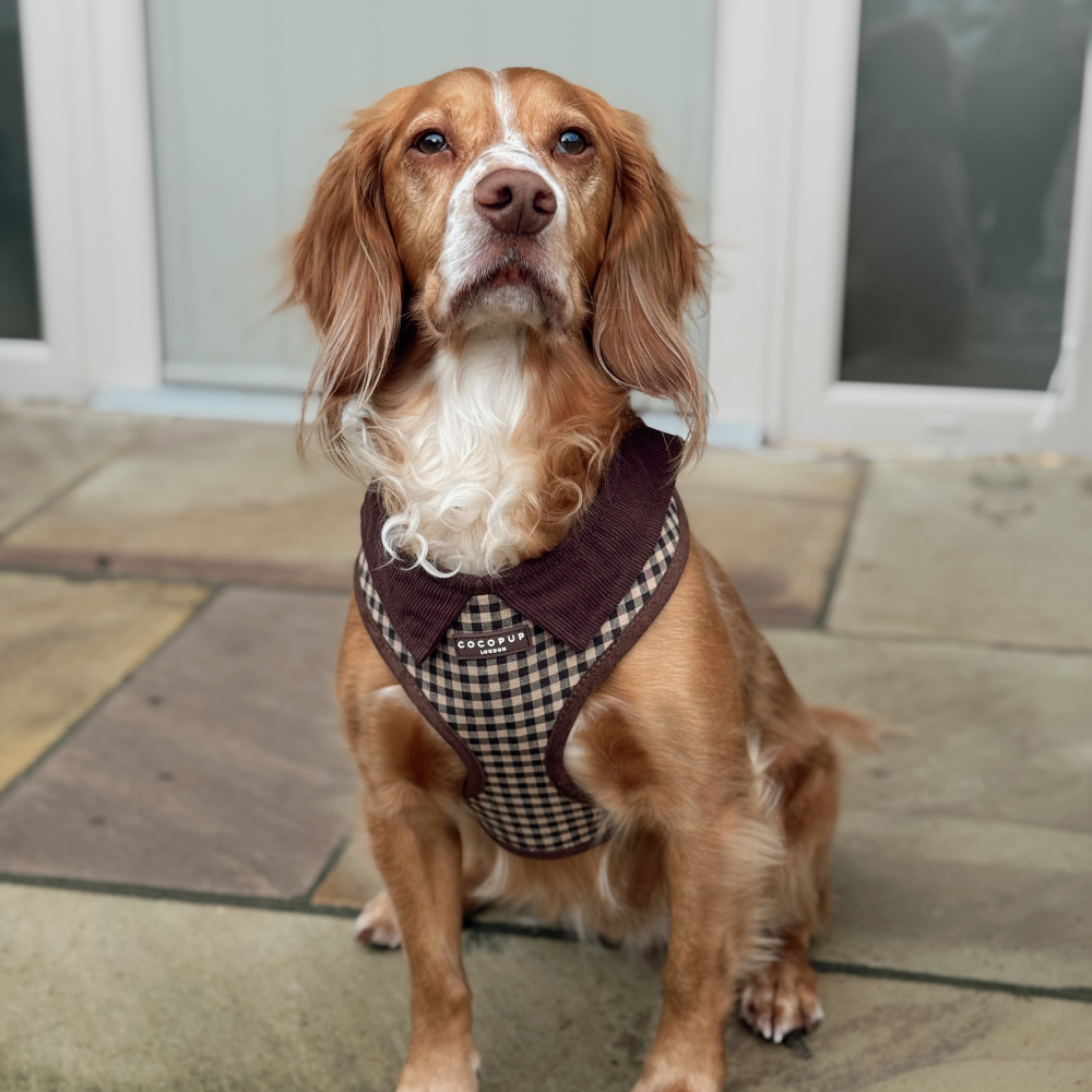 Postroj Cotswolds Check s nastavitelným obvodem krku