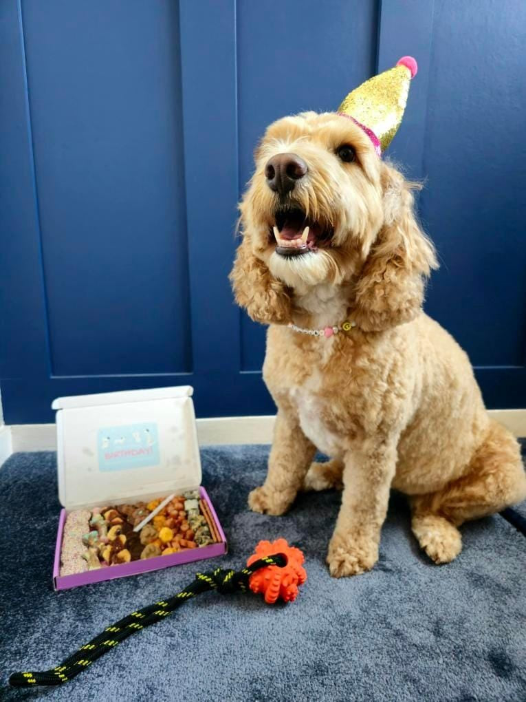 Narozeninový box s pamlsky pro psy