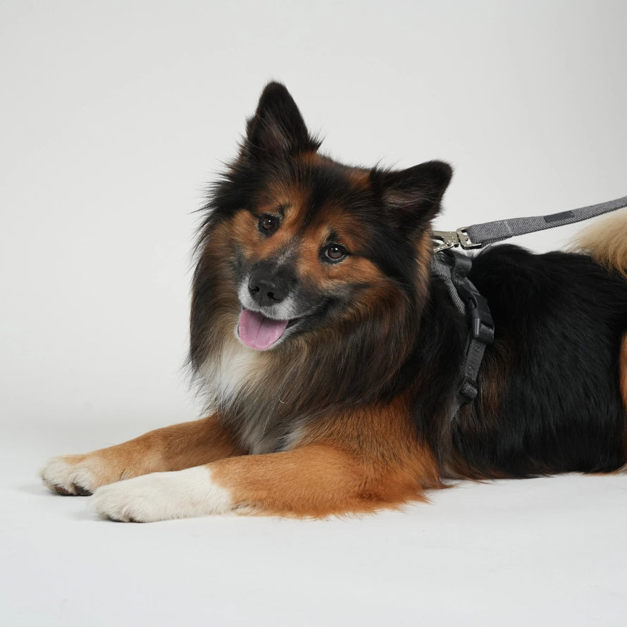 Vodítko pro psa Elma – Dusty Blue