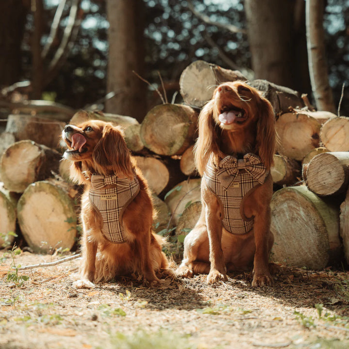 Postroj Pup Plaid