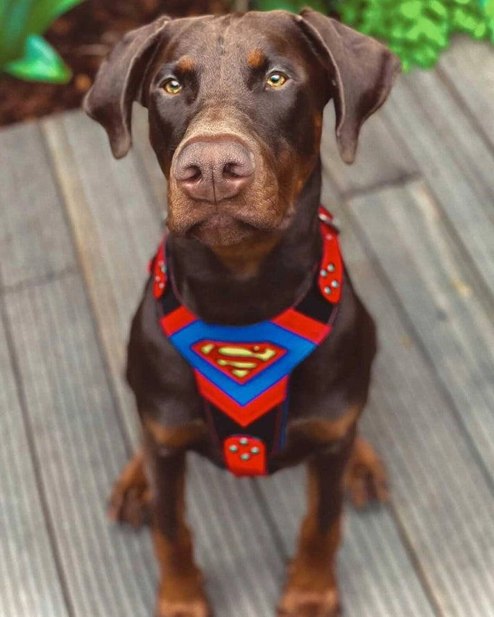 Kožený postroj pro psy Superdog