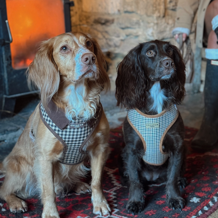 Postroj Cotswolds Check s nastavitelným obvodem krku