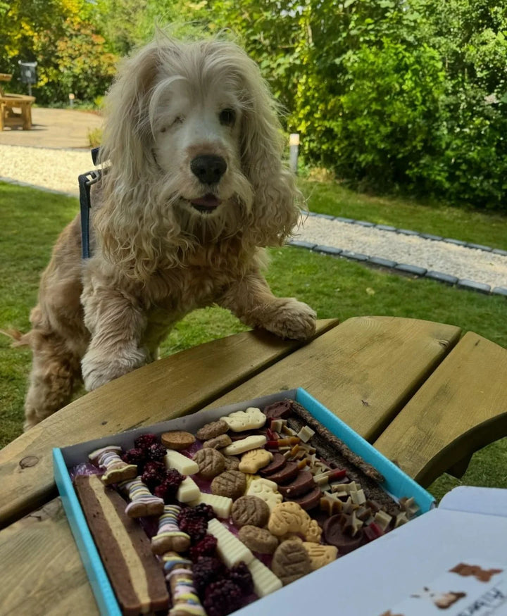 Narozeninový box s pamlsky pro psy