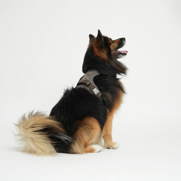 Aktivní postroj pro psa Elma – Taupe