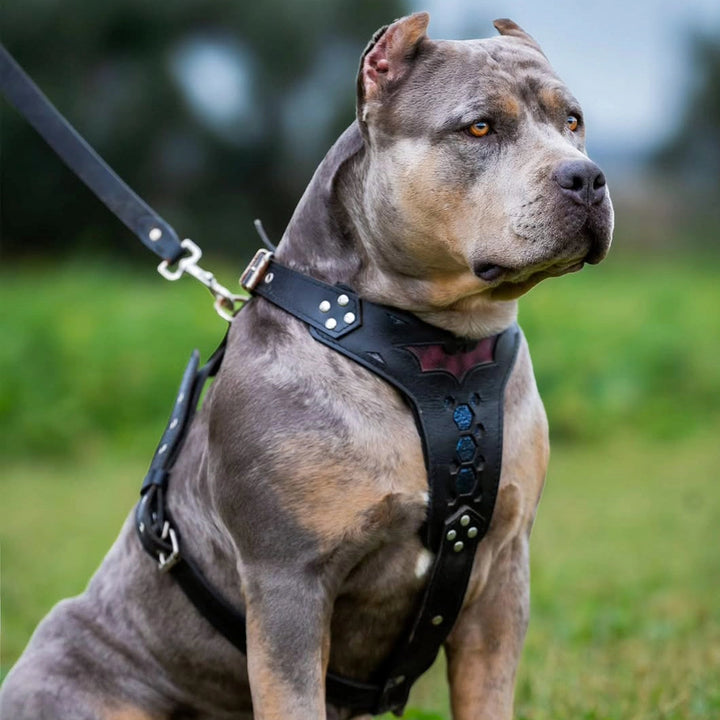 Kožený postroj pro psy BATDOG – Spojení síly, elegance a pohodlí