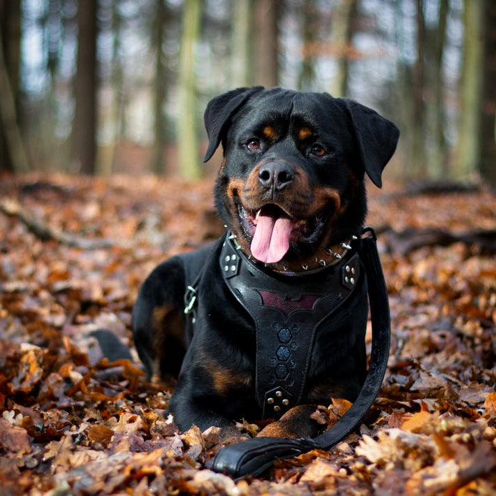Kožený postroj pro psy BATDOG – Spojení síly, elegance a pohodlí