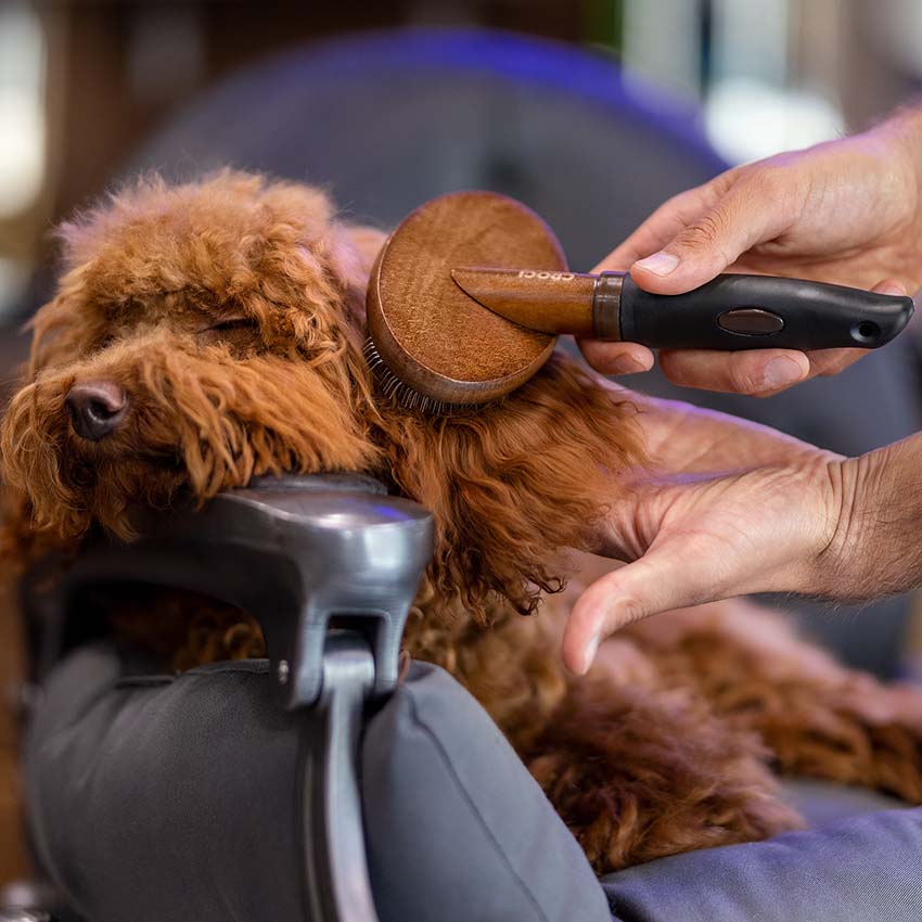 Kartač na podsadu – Crosses